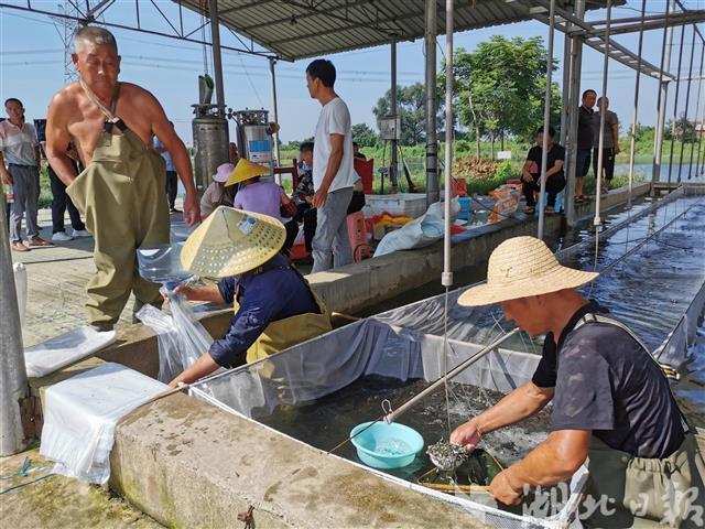 |洪湖向受灾渔民免费发放总价值80万元的3250万尾鱼苗