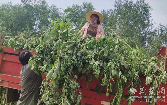 |浠水防汛一线党员：驻长江干堤 守一方安澜