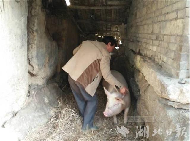 |新冠疫情期间，湖北未发现一起家养畜禽重大疫情