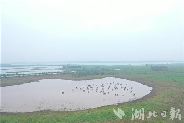 |转移！石首麋鹿保护区大部分麋鹿被引入“安全区”