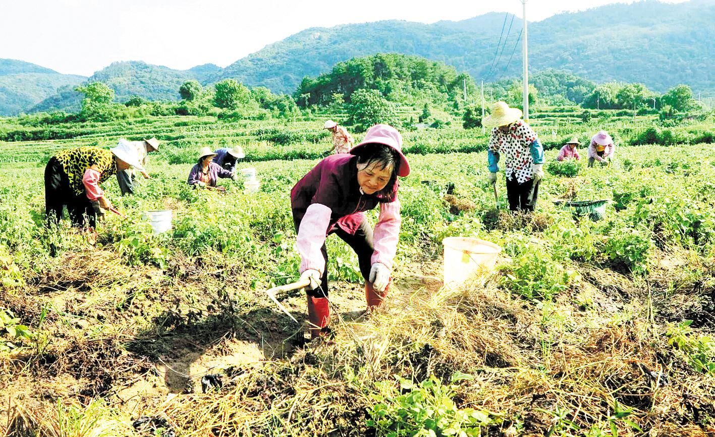 |鄂州杨岗村：灾后补种育苗