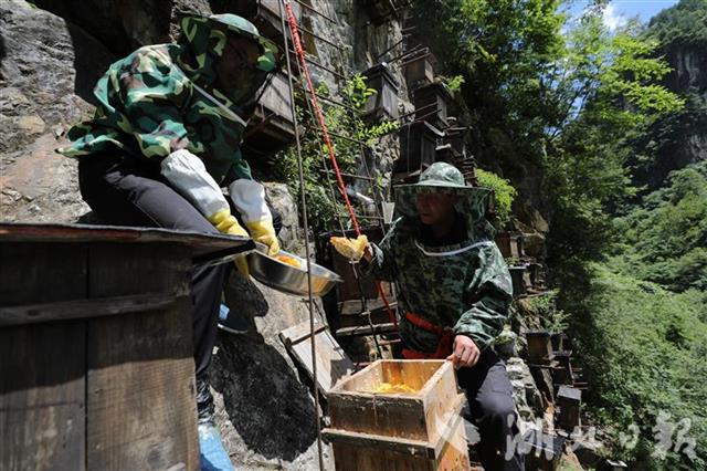 |今夏神农架崖壁蜂蜜开割