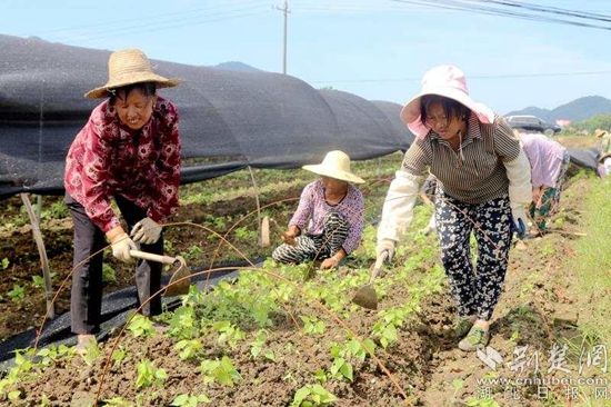 |大冶灵乡镇生产自救落实“责任田”