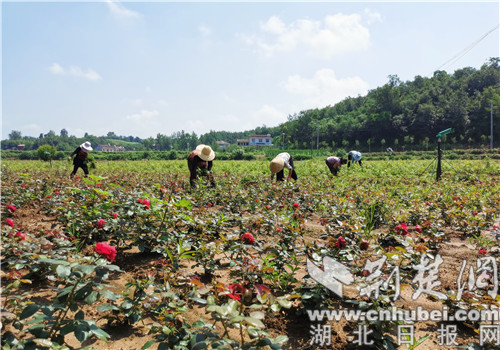 |老河口市杨家湾村：多点发力兴产业 为乡村经济发展“造血”