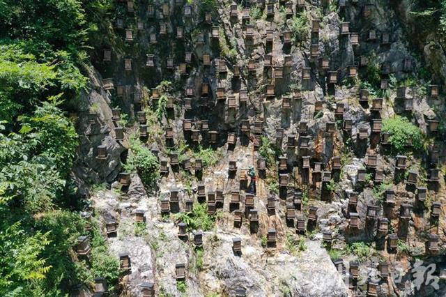 |今夏神农架崖壁蜂蜜开割