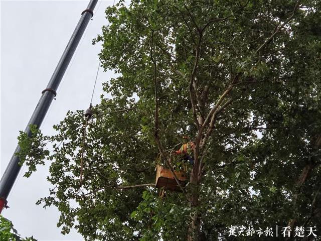 |吊臂不够长，只能徒手爬树，绿化人20米高空“动手术”