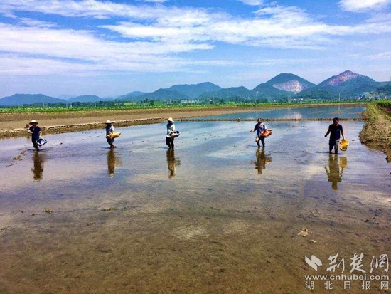 |阳新积极开展灾后农业生产自救