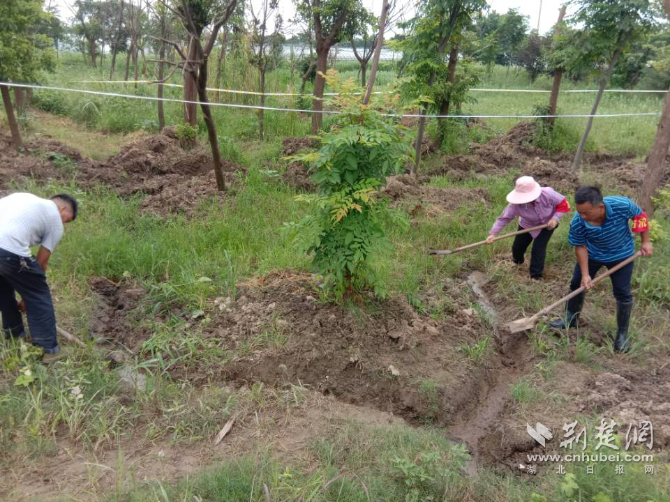 |武汉开发区：哨长夫妻携手奋战防汛一线