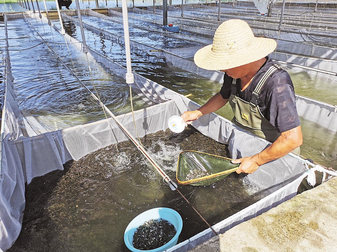 |洪湖渔民自救忙