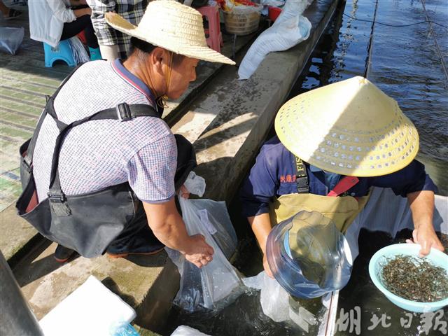 |洪湖向受灾渔民免费发放总价值80万元的3250万尾鱼苗