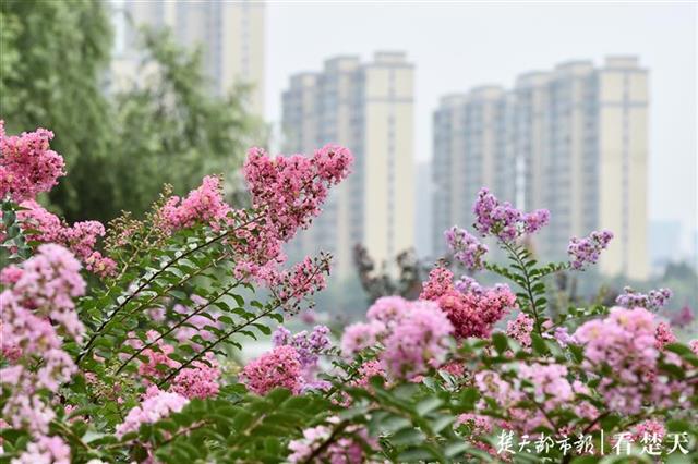 |雨水涟涟日照少，紫薇依旧笑傲洪山