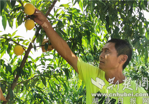|老河口市杨家湾村：多点发力兴产业 为乡村经济发展“造血”