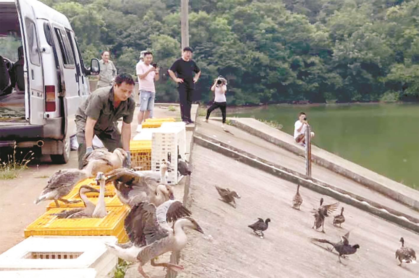 |村民放生200多只人工繁育野鸟