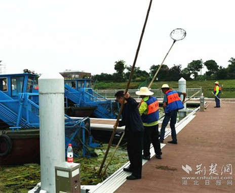 |鄂州市梁子湖组织开展水葫芦清理行动 累计已打捞清理340吨