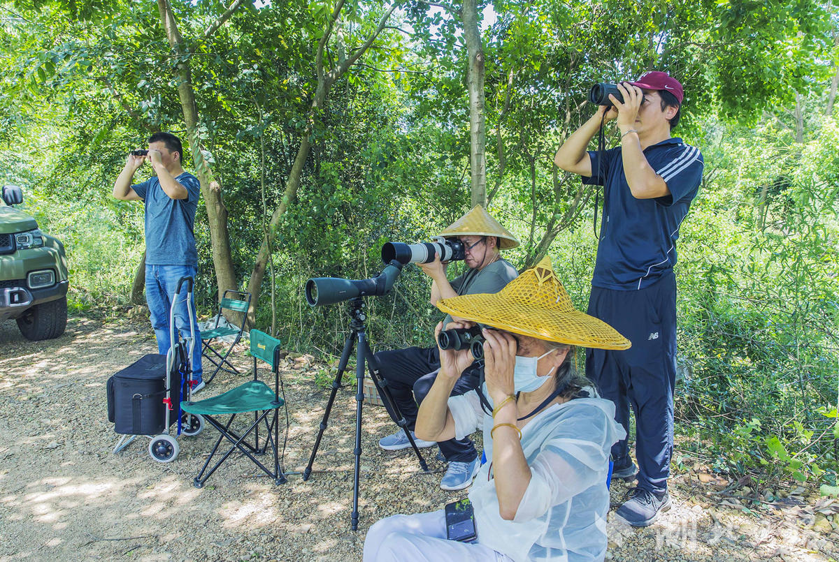 |北极燕鸥云集武汉梁子湖
