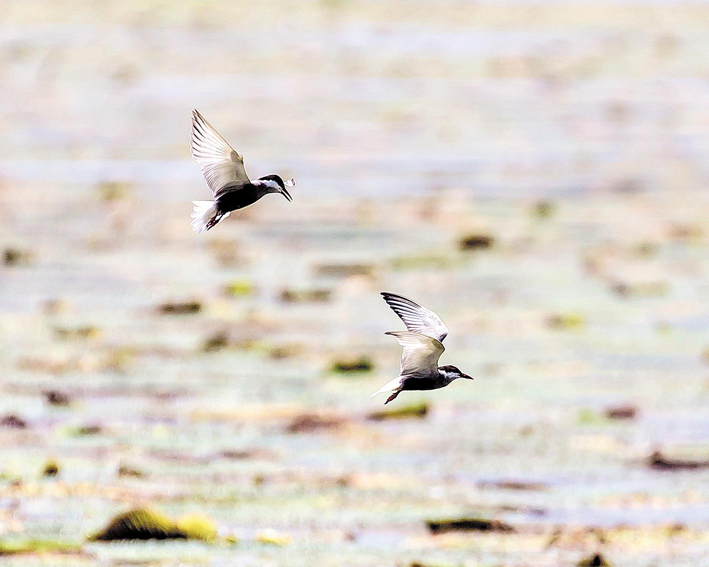 |数千只北极燕鸥来梁子湖繁育