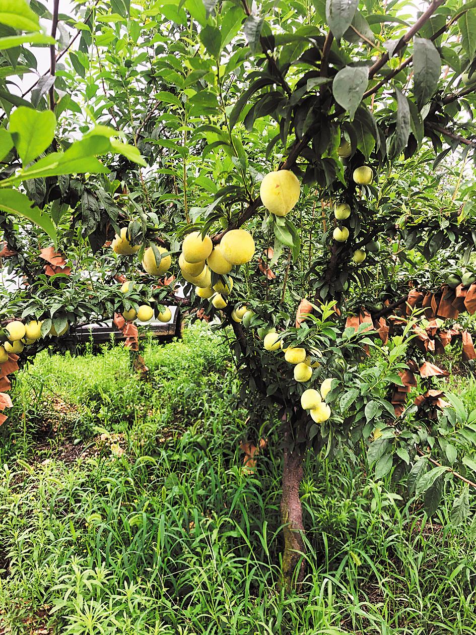 |枣阳油坊村：一个生态庄园的创业试验