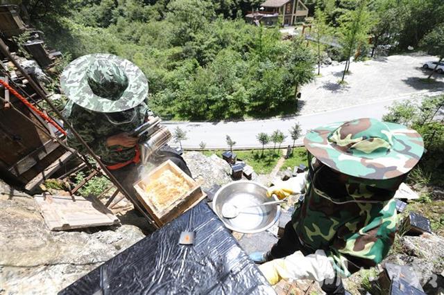 |今夏神农架崖壁蜂蜜开割