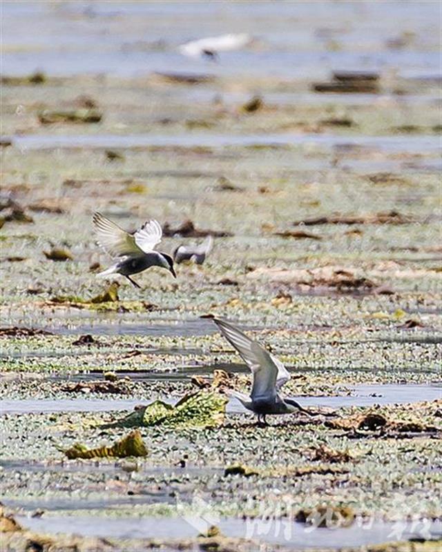 |北极燕鸥云集武汉梁子湖