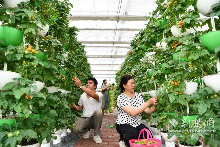 |党建引领通城书写基层治理新答卷