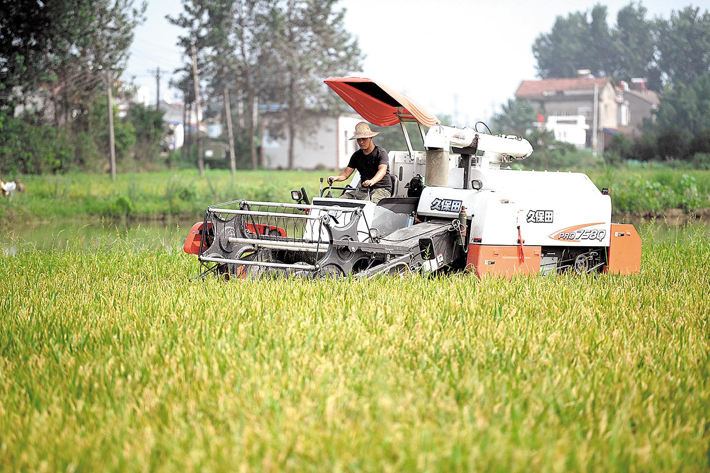 |嘉鱼：雨歇期抢收早稻