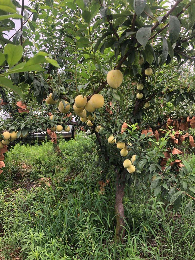 |枣阳柰李 逆袭走上高端路