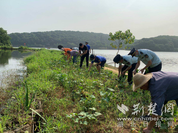 |湖岸线成“私家菜园” 武汉城管依法铲除还湖岸风光