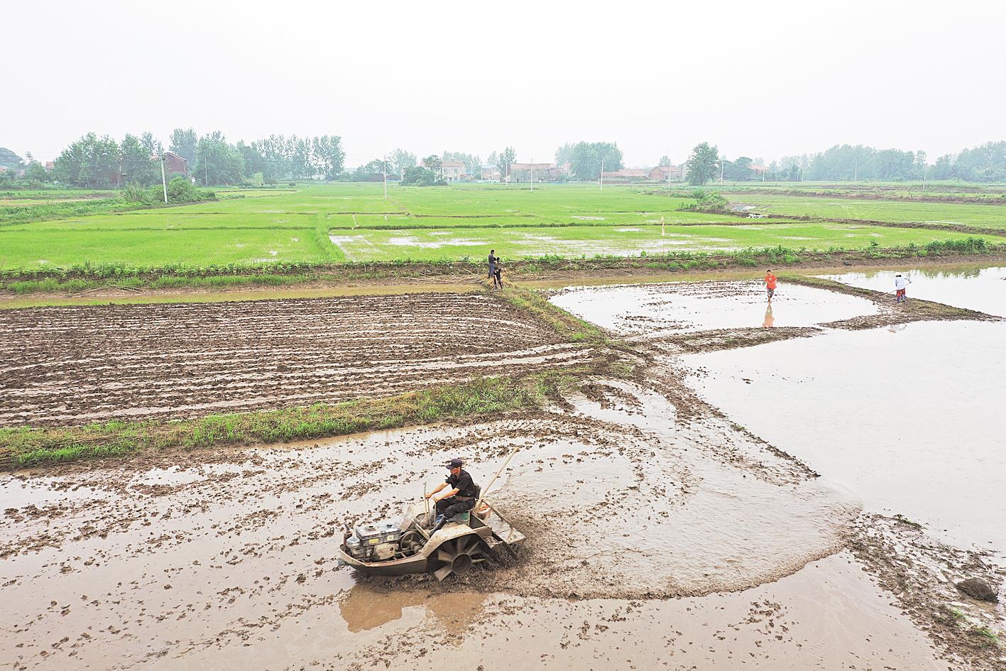 |嘉鱼抢种水稻保生产