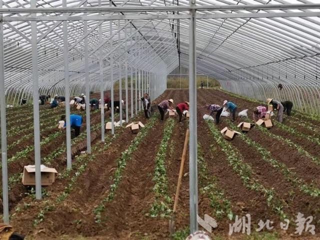 |丹江口市蒿坪镇：现代农业产业园联合党支部为企业解难题