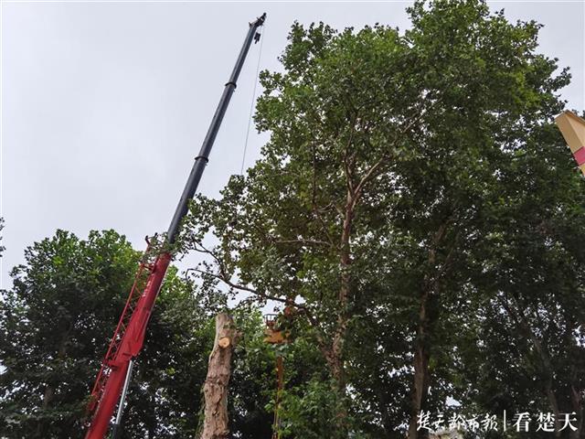 |吊臂不够长，只能徒手爬树，绿化人20米高空“动手术”