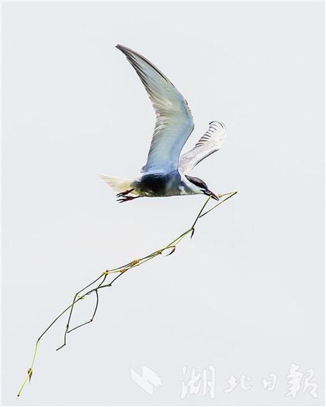 |北极燕鸥云集武汉梁子湖