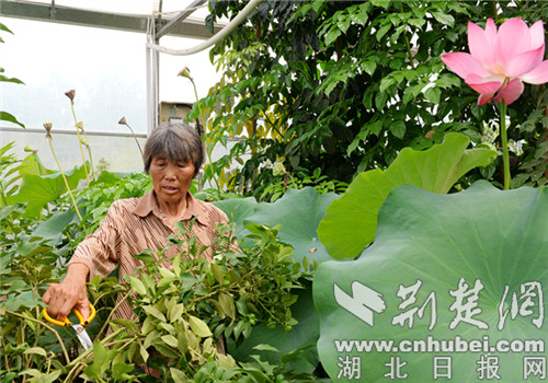 |老河口市白鹤岗村打造田园综合体 让村民家门口就业致富