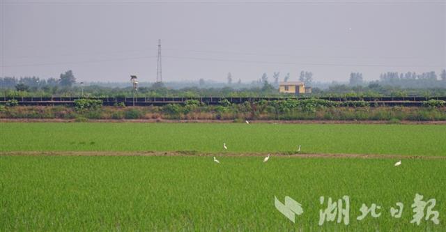 |湖北省自然资源系统“店小二”解决1414项用地问题