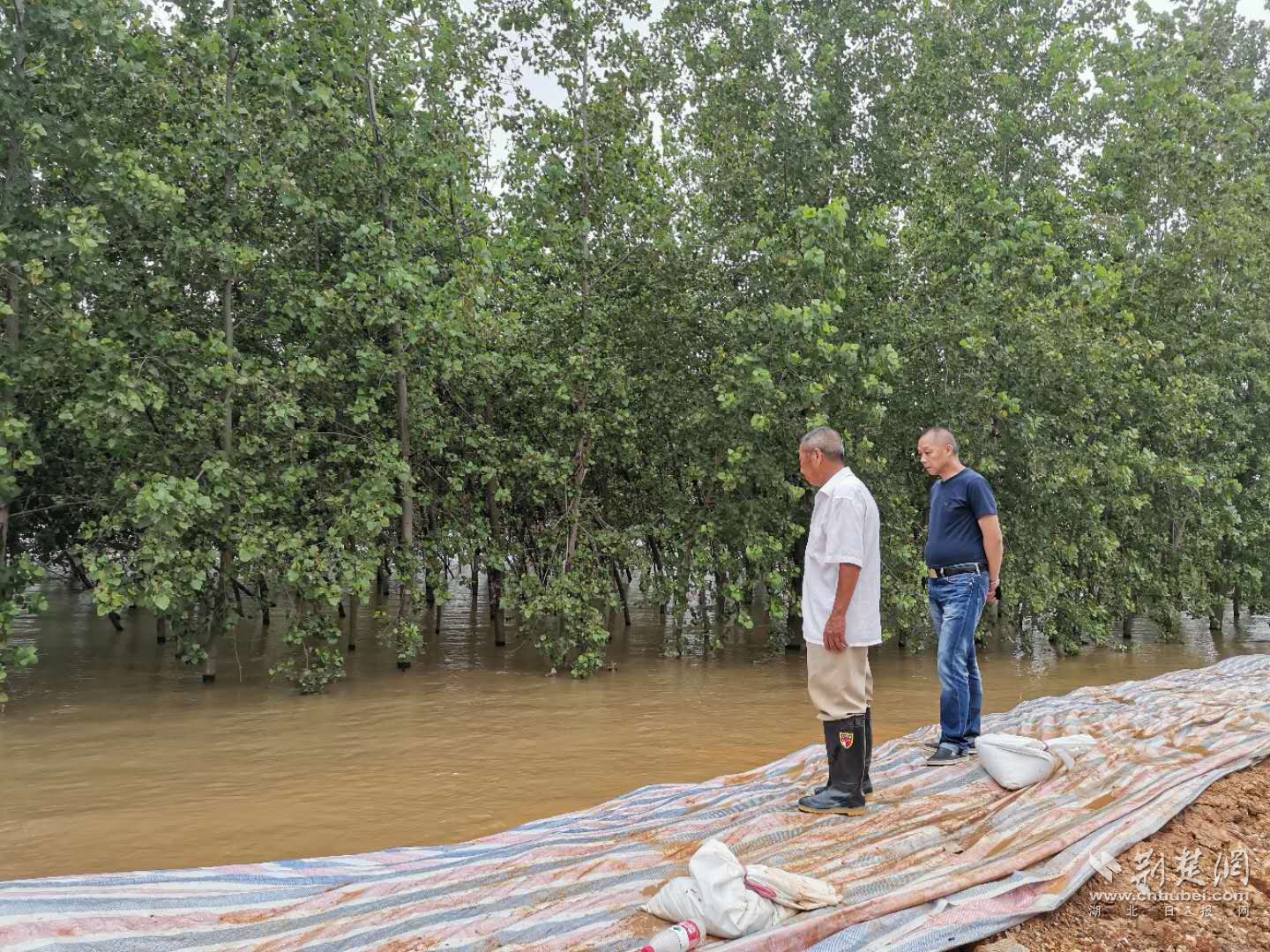 |武汉军山街：防汛一线有一群前赴后继的守堤人