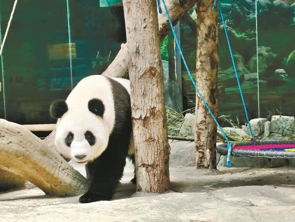 |大熊猫“春俏”“胖妞”来汉一周年 起初吃东西要饲养员喊破嗓子 现在能主动进餐了