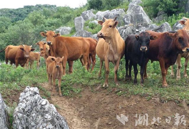 |真情洒满湖北关——十堰郧西财政助力湖北关村脱贫攻坚纪实