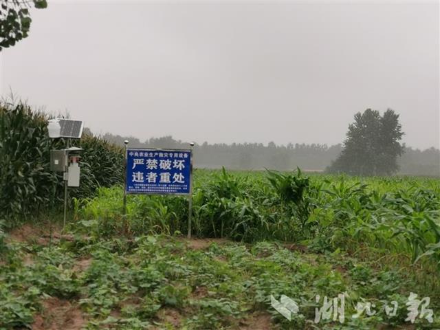 |湖北省开展农作物重大病虫害防控培训