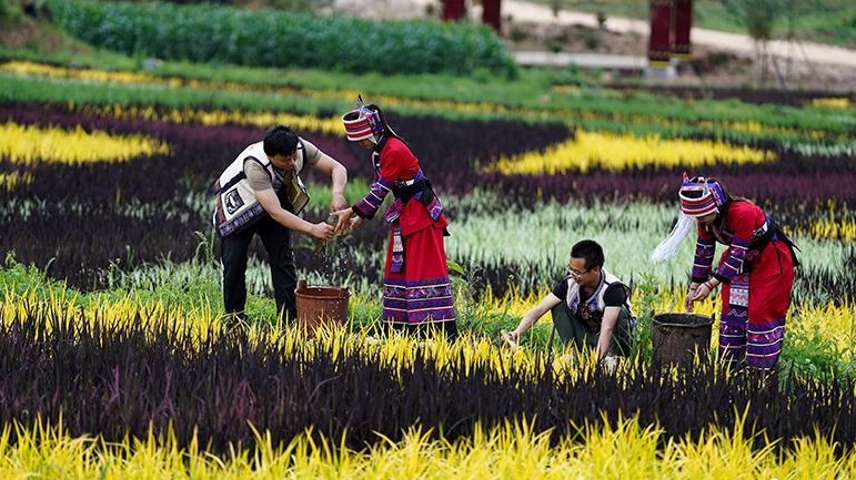 云南宜良发展乡村旅游：种植彩色水稻