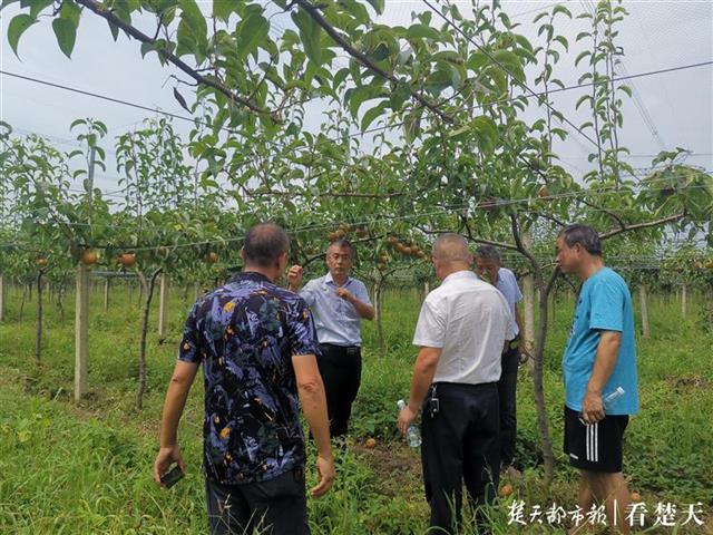 |城里来的杨博士成了“梨子特派员”，带动350亩梨园梨子上市