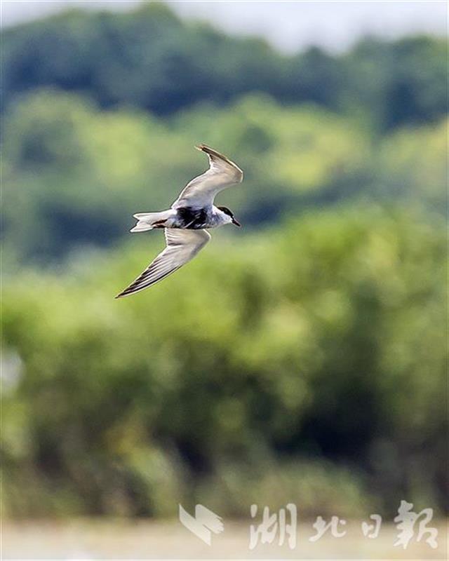 |北极燕鸥云集武汉梁子湖