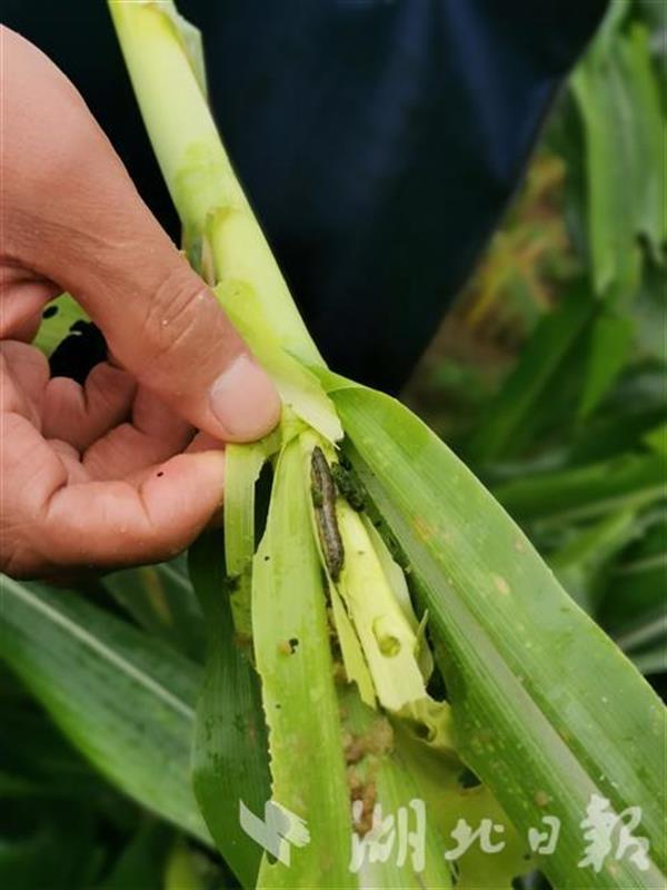 |湖北省开展农作物重大病虫害防控培训