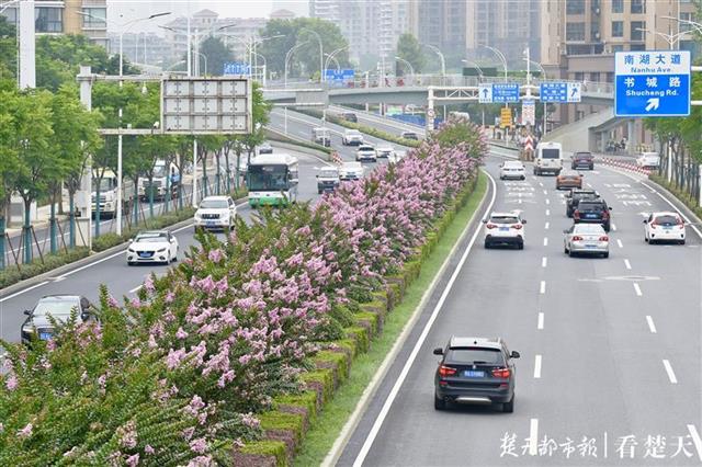 |雨水涟涟日照少，紫薇依旧笑傲洪山