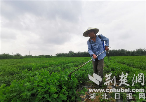 |老河口市白鹤岗村打造田园综合体 让村民家门口就业致富