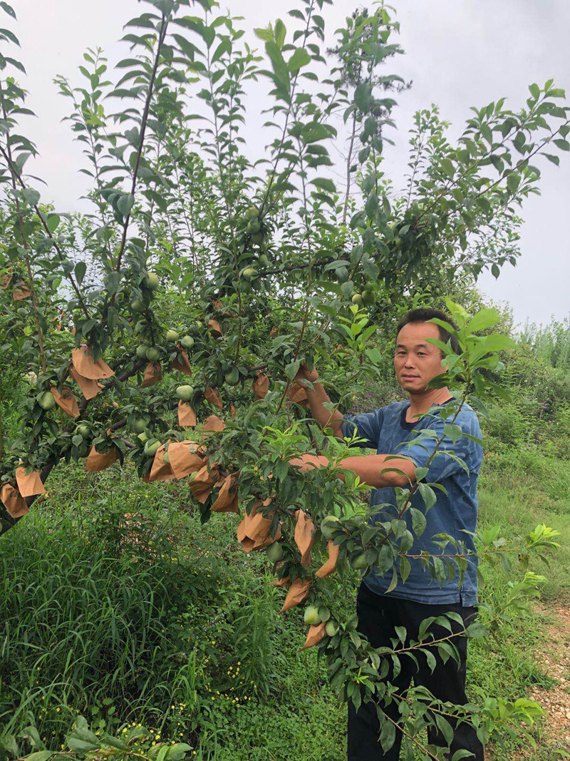 |枣阳柰李 逆袭走上高端路