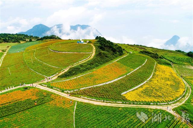 |“白云”深处花海醉游人