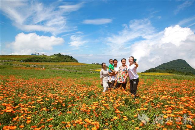 |“白云”深处花海醉游人