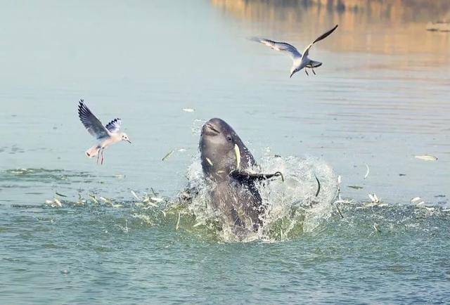 |昔日打鱼人变身护渔人，全身心守护母亲河精灵