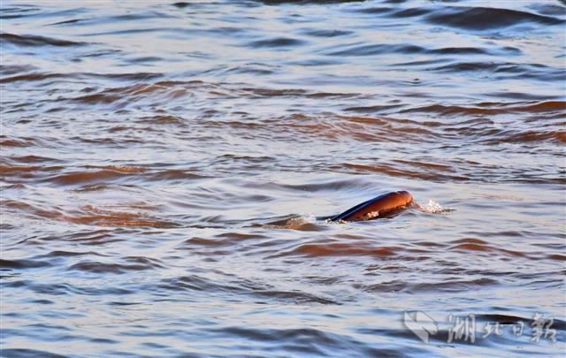 |江豚成为宜昌独特旅游资源（组图）