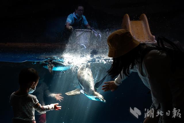 |极地动物花样消暑（组图）