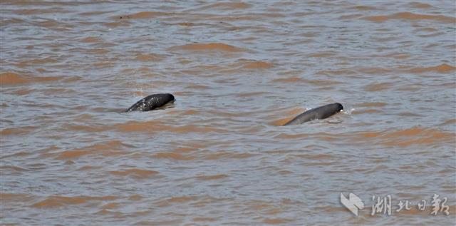 |江豚成为宜昌独特旅游资源（组图）